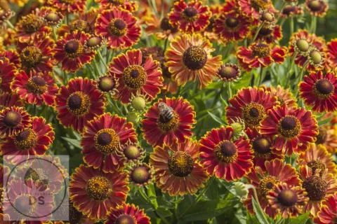 Helenium hybr. 'Bandera'