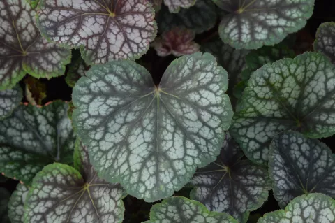 Heuchera 'Beauty Color'