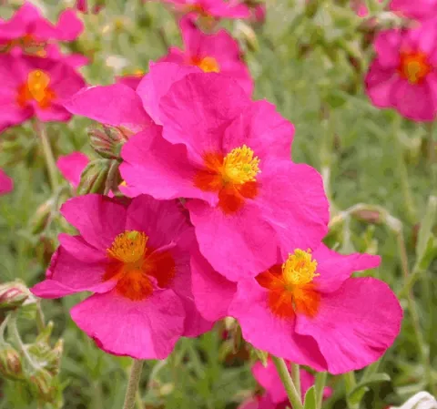 Helianthemum 'Ben Hope'