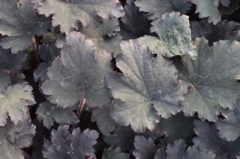 Heuchera 'Binoche'