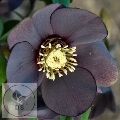 Helleborus or. 'Black'