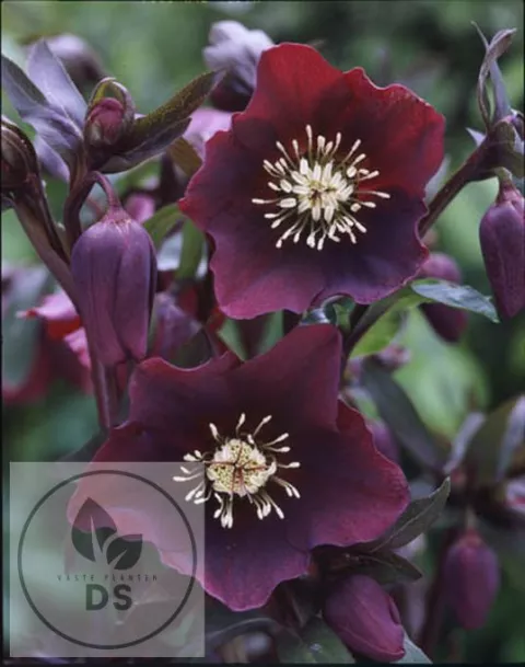 Helleborus or. 'Blue Lady'