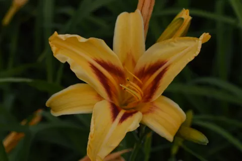 Hemerocallis 'Bonanza'