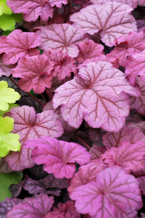 Heuchera 'Berry Smoothie' PBR