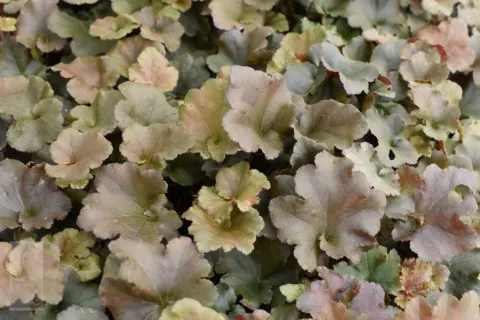 Heuchera 'Capucinno'
