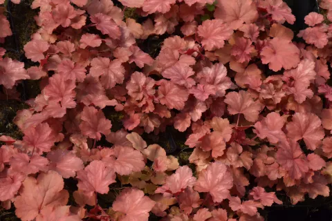 Heuchera 'Cherry Cola' PBR