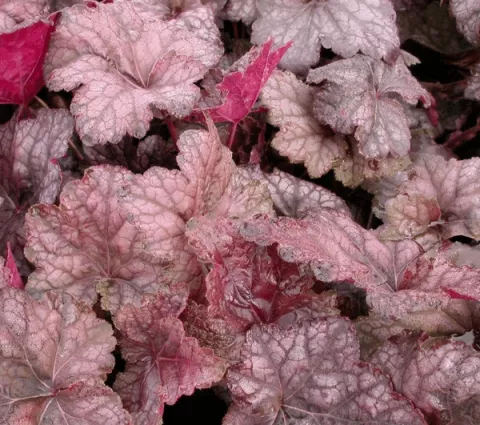 Heuchera 'Cascade Dawn'