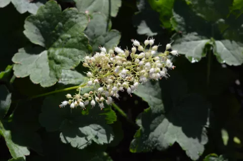 Heuchera villosa 'Chantilly'