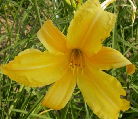 Hemerocallis citrina