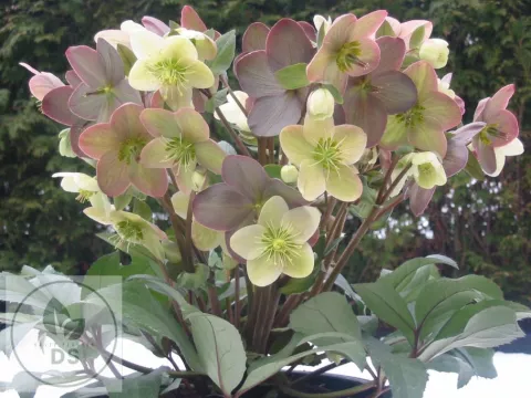 Helleborus nigercors 'Candy Love'
