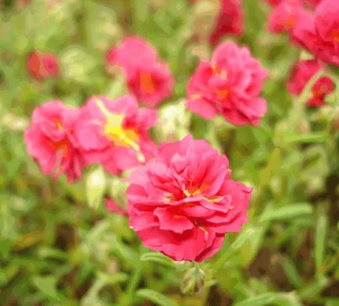 Helianthemum 'Cerise Queen'