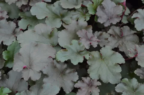 Heuchera 'Chocolate Ruffles'