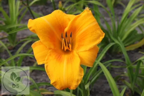 Hemerocallis 'Chicago Sunrise'