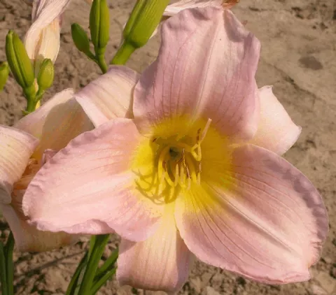 Hemerocallis 'Catherine Woodbury'