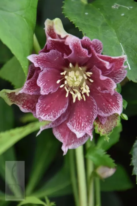Helleborus or. 'Double Ellen Red'
