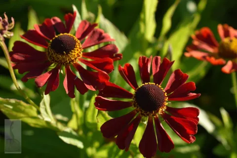 Helenium hybr. 'Dunkele Pracht'
