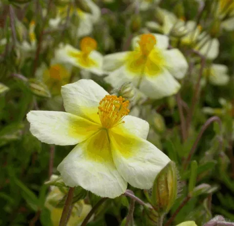 Helianthemum 'Elfenbeinglanz'