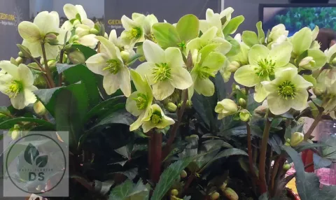 Helleborus nigercors 'Emma'