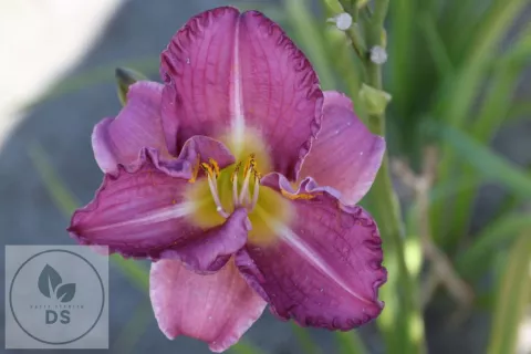Hemerocallis 'Entrapment' '