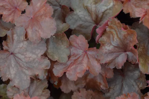 Heuchera 'Fire Chief'