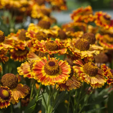 Helenium hybr. 'Fuego'