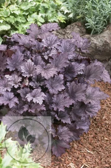 Heuchera 'Frosted Violet'