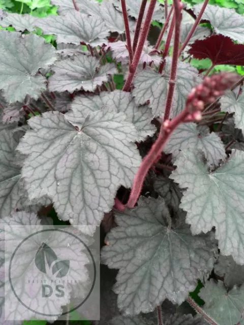 Heuchera 'Frosted Violet'