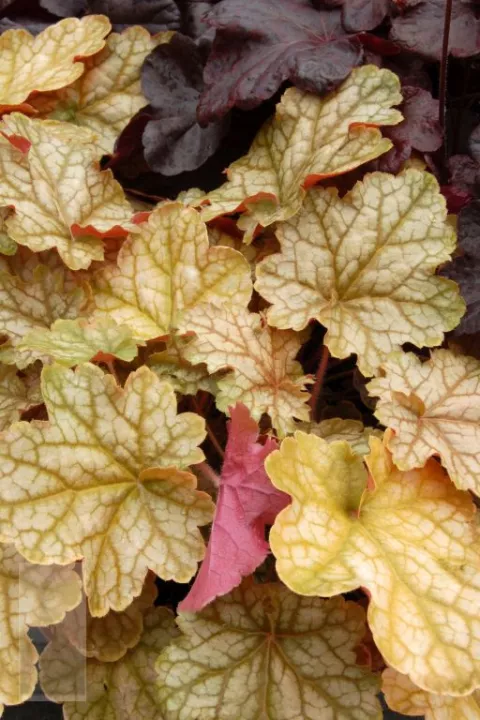 Heuchera 'Ginger Ale'