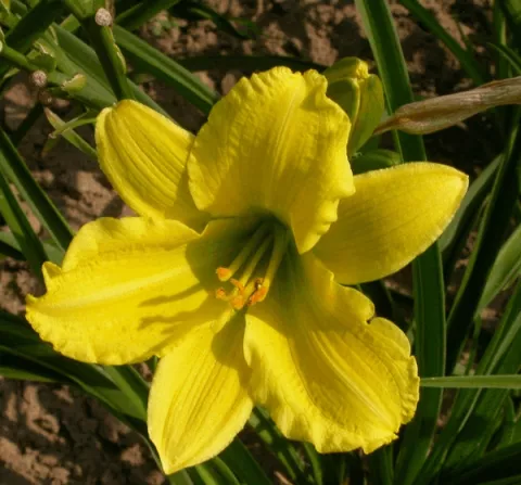 Hemerocallis 'Green Flutter'