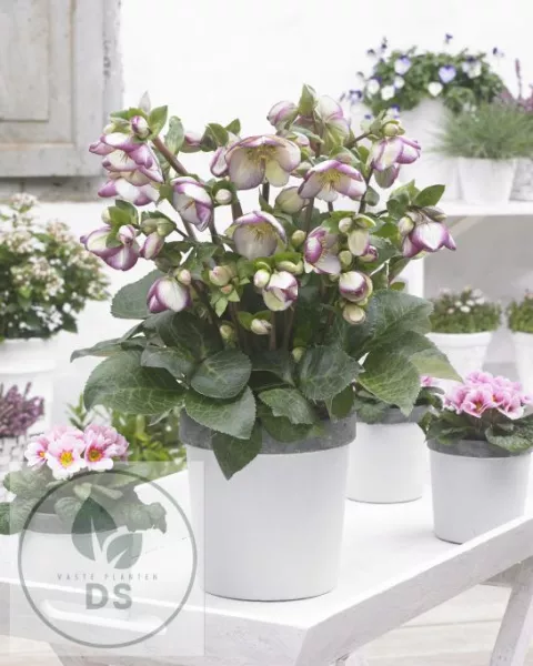 Helleborus nigercors 'Glenda's Gloss'