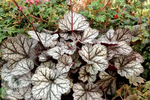 Heuchera 'Glitter' PBR