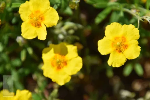 Helianthemum 'Golden Queen'