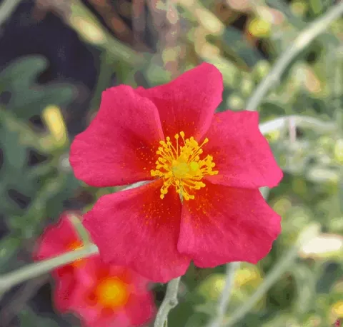 Helianthemum 'Henfield Brilliant'