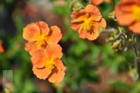 Helianthemum 'Honeymoon'