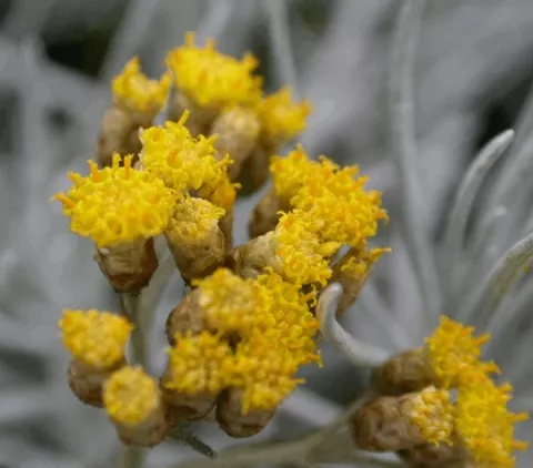 Helichrysum italicum (curryplant)