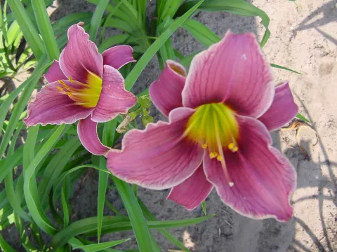 Hemerocallis 'Little Missy'