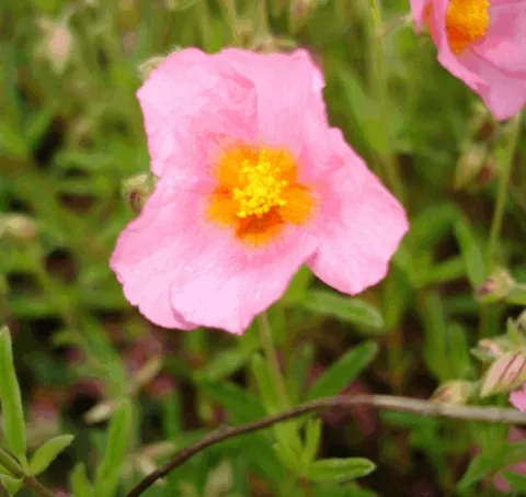 Helianthemum 'Lawrenson's Pink'