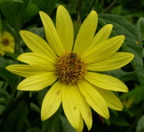 Helianthus 'Lemon Queen'