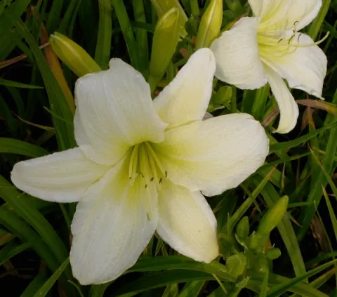 Hemerocallis 'Light The Way'