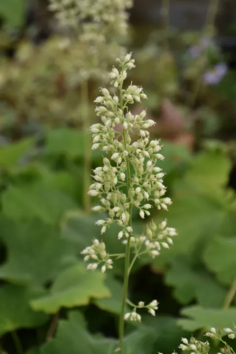 Heuchera villosa var. macrorrhiza