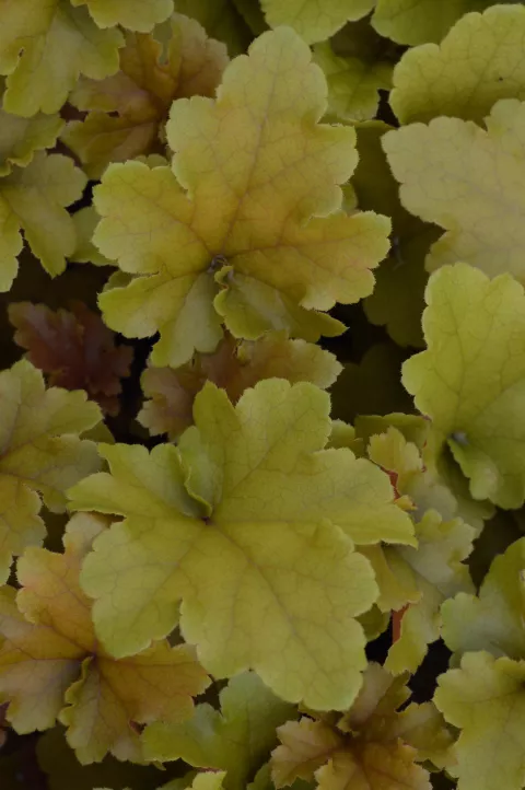 Heuchera 'Marmelade'