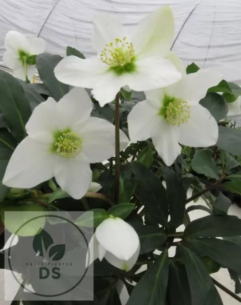 Helleborus niger 'Mon Blanc'
