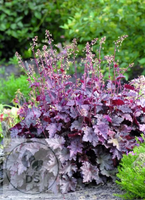 Heuchera am. 'Melting Fire'