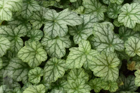 Heuchera 'Mint Frost'