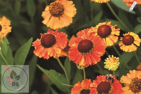 Helenium hybr. 'Mardi Gras'