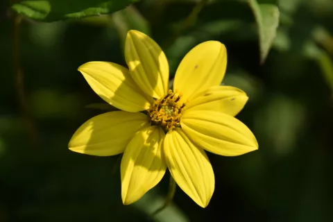 Helianthus microcephalus