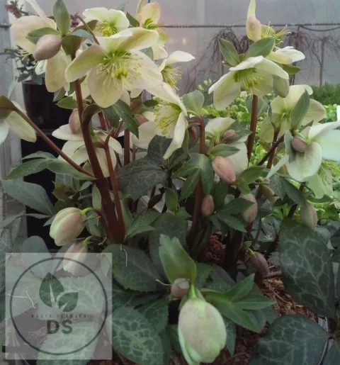 Helleborus nigercors 'Magic Leaves'