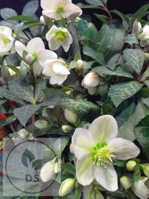 Helleborus nigercors 'Magic Leaves'