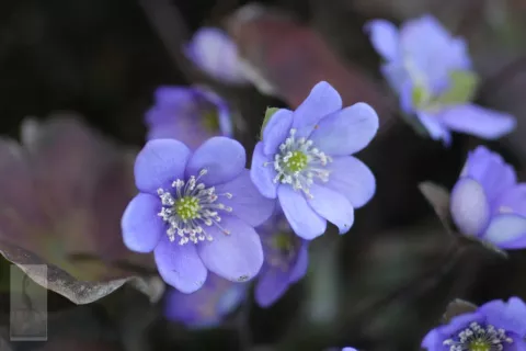 Hepatica nobilis