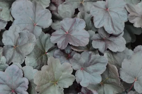 Heuchera 'Obsidian'